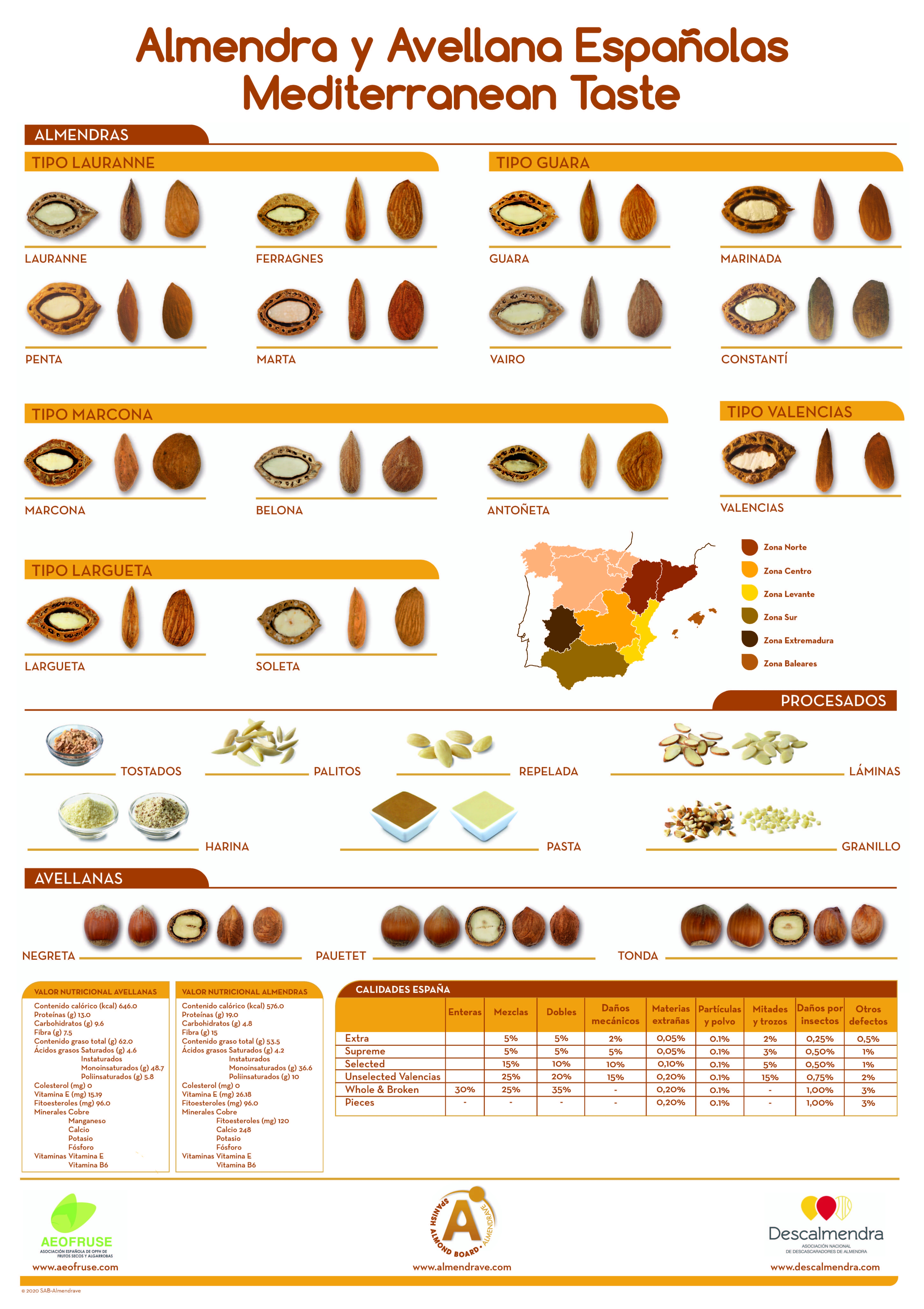 Realización del poster de las variedades de almendra y avellana españolas
